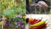 Quiz: Testa dina trädgårdskunskaper