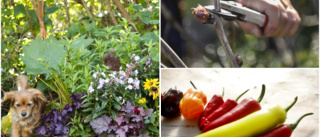 Quiz: Testa dina trädgårdskunskaper