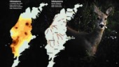 Unik karta: Här finns öns rådjur – Stora skador skapar krav på kraftfulla åtgärder