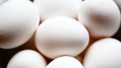 Ägg återkallas efter salmonellalarm