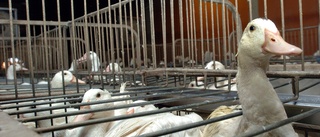 Utegångsförbud för franska fjäderfän