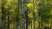 Fortsatta strider om EU:s skogsstrategi