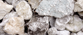 Vill få plocka fossiler på Sudret – och sälja som ”häxstenar”