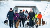 En flock med hundar på promenad i Sunderbyn: "Det är veckans höjdpunkt"