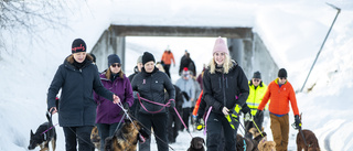 En flock med hundar på promenad i Sunderbyn: "Det är veckans höjdpunkt"