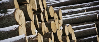 Dråpslag mot skogsbruket i Norrbotten måste undvikas