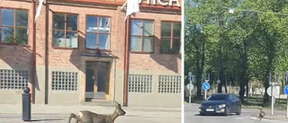 Se rådjuret springa för sitt liv – mitt i Eskilstuna: "Otroligt nära en krock"