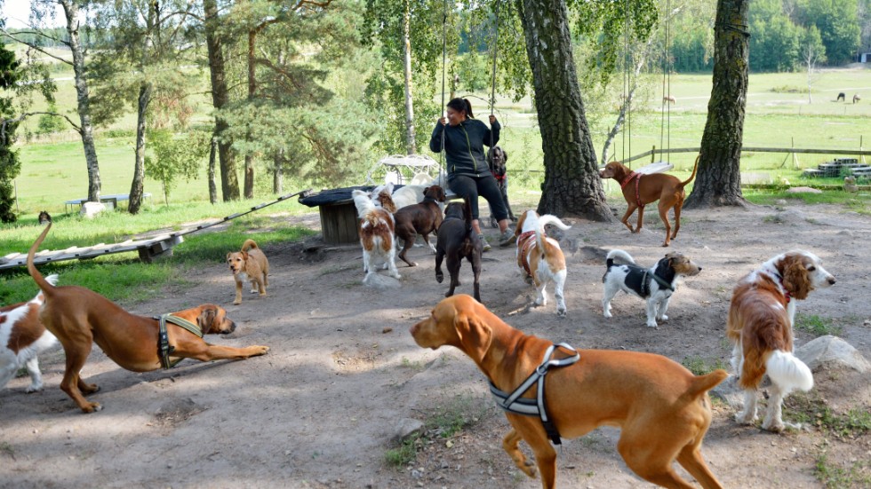 En hundrastgård i Vimmerby vore bara positivt, kanske rentav lockande för turister med hund, menar insändarskribenten.