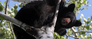 Vild björnjakt – fångades in efter timmar