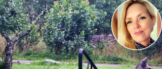 Älghotell i trädgården – ko med kalvar vilade under Ingelas äppelträd: "En otrolig upplevelse"