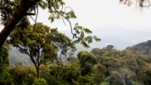 Bergsskog lagrar mer kol än i Amazonas