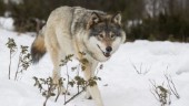 Över 30 vargar får skjutas i vinterns jakt