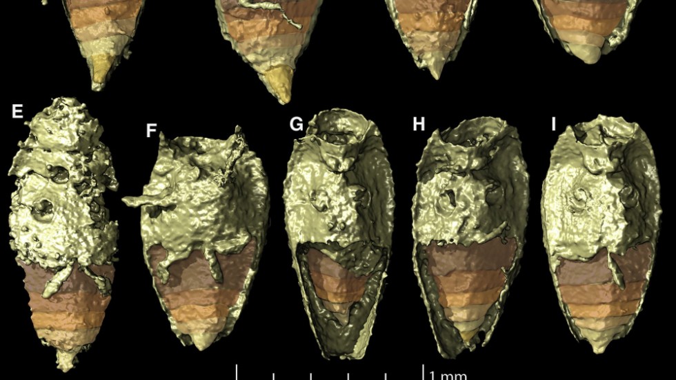 Åtta välbevarade skalbaggar som fanns inuti koproliten som studerades, här i 3D-rendering. Med mikrotomografi har fossilen röntgats så att materialet inuti kunnat särskiljas.