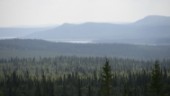 Ny analys: Svenska skogar ligger pyrt till