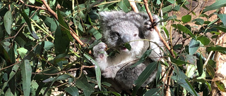 Anklagas för djurplågeri efter koalamassaker
