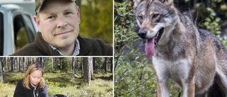 Första gången varg setts i centrala Katrineholm – kommunjägare oroad