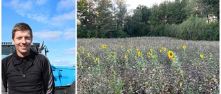 Bönder i Västerviks kommun odlar blommor för humlor och bin: "Ett välgörenhetsprojekt för pollinerarna"
