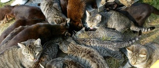 "Kattkvinna" blir av med alla djur