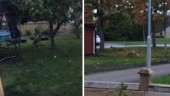 Boende: Räven i Vidingsjö har attackerat katter och dödat kaniner – gör något nu