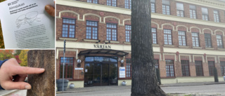 Här skördar almsjukan sina senaste offer – trädet står inför sin undergång i Eskilstuna: "Loppet är kört"