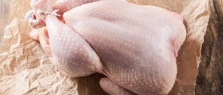 Rekordmånga sjuka av kycklingbakterier