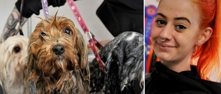 Paulas hundklippning gör succé – följs av 140 000 på Tiktok: "Sa bara pang"