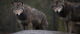 Joggare överfallen av vargar i fransk djurpark