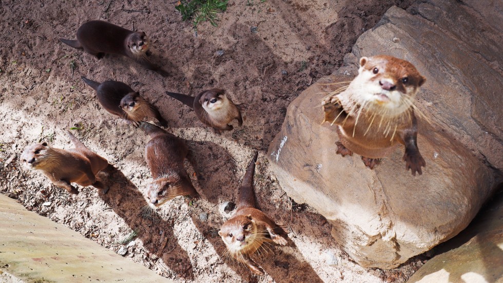 Skribenten anser inte att World Animal Protection Sverige (WAPS) djurparksguide är djurvänlig på riktigt.