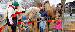 Festival som skapar möten: "Kamelerna är en brobyggare"