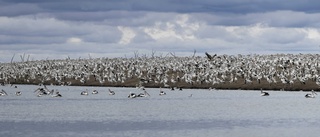 Översvämningar ger rekordmånga pelikaner