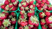 Bärförsäljare fyllde på jordgubbar – blev bestulen