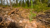 Granskningen av skogen granskad