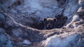 Naturfotograf mötte nyvaken björnfamilj