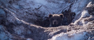 Naturfotograf mötte nyvaken björnfamilj