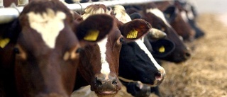 Gotland i topp – så många bönder får mjölkstöd