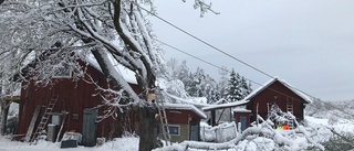 Stormen tog delar av trädet - nu hålls det upp av linor