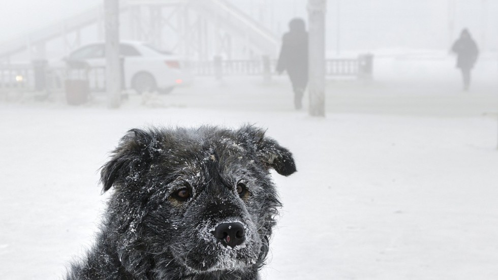Två personer anklagas för att ha lämnat sina hundar i ett kallt uthus och åkt på semester. Här är en annan övergiven och kall hund, en gatuhund i Sibirien. Arkivbild.