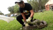 Rekordlång pytonorm fångad i Florida