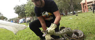 Rekordlång pytonorm fångad i Florida