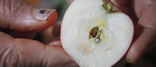 Ny arrangör fixar äppeldag på Julita gård: "Vi har stora ambitioner"