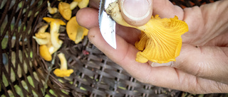 Experten: Kan bli en lysande svampsommar