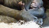 Gorillaunge har fötts på Kolmården