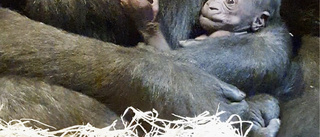 Gorillaunge har fötts på Kolmården