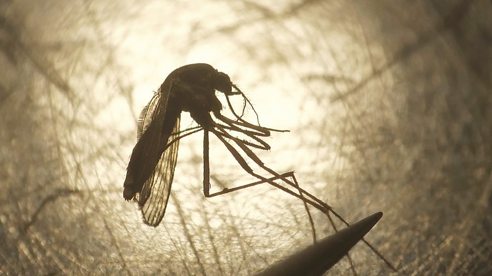 Myggen lyser med sin frånvaro, menar skribenten.