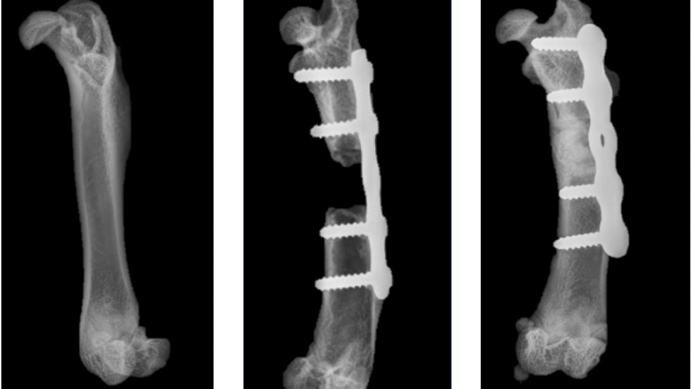 Röntgenbilderna från studien visar ett friskt lårben av en råtta jämfört med en fraktur som behandlas utan och med den nya metoden.