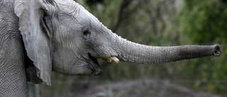 Namibia auktionerar ut elefanter