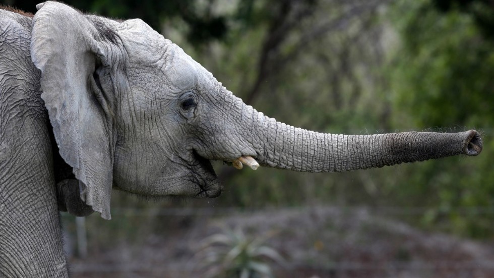 Namibia auktionerar ut 170 elefanter. Arkivbild.