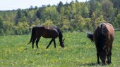 Utslagen hästnäring räddar inte Östersjön