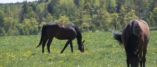 Utslagen hästnäring räddar inte Östersjön