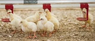 Nytt bygglov beviljat för kycklingstall i Floda